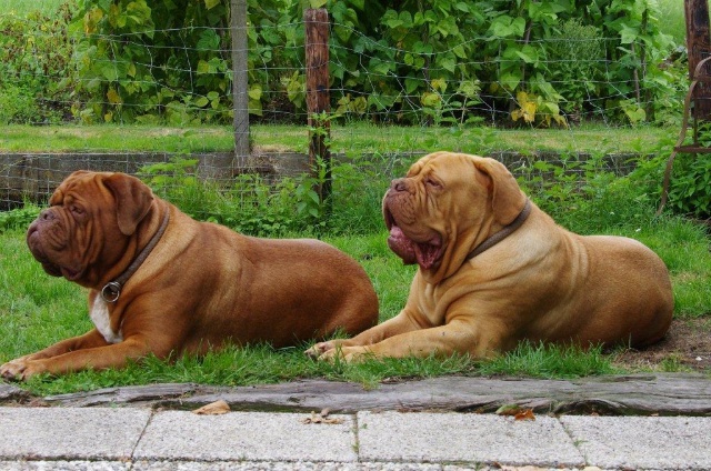 dogs 01-09-2014 035.jpg